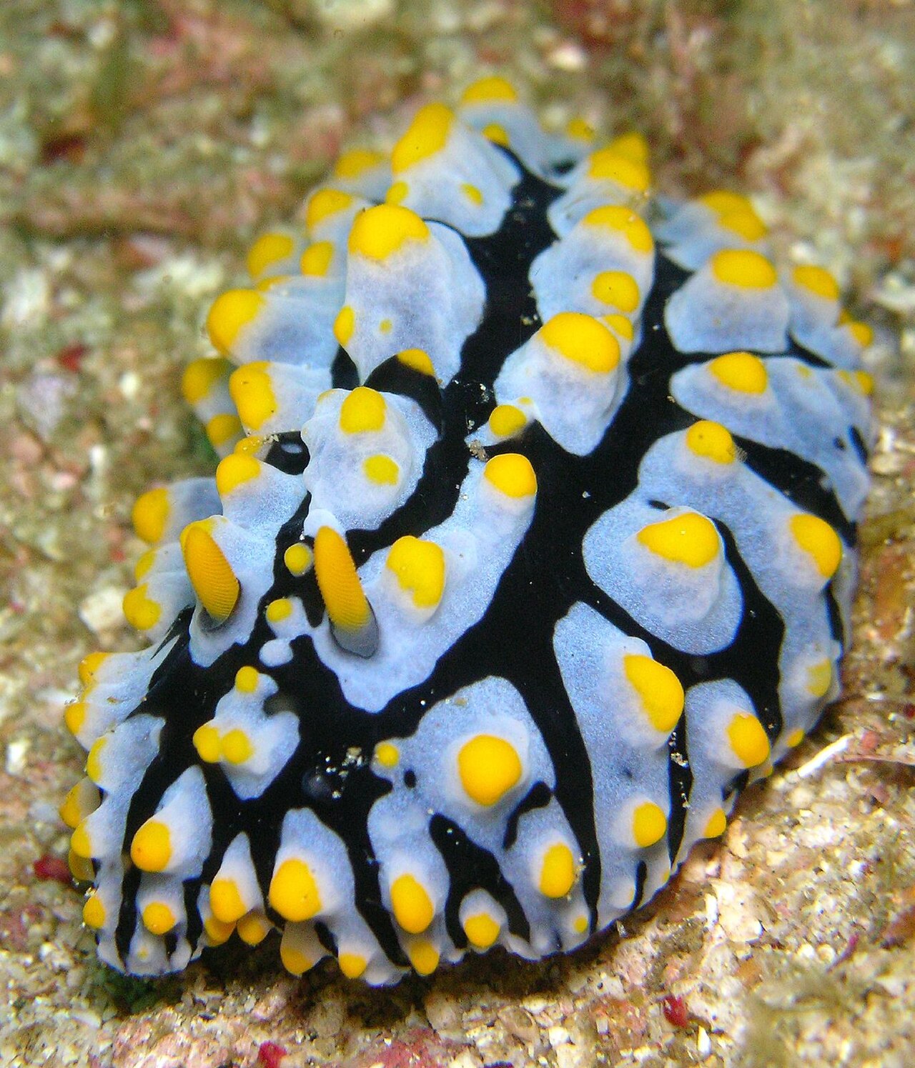 Yellow corn slugs