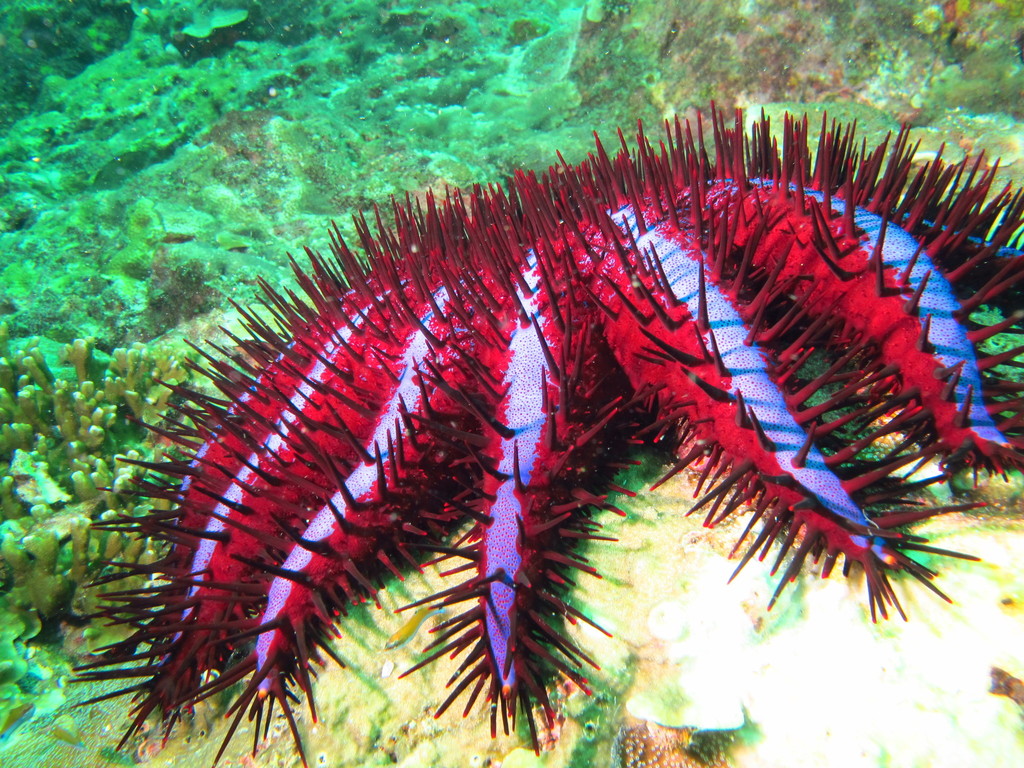 Crown of thorm starfish Green