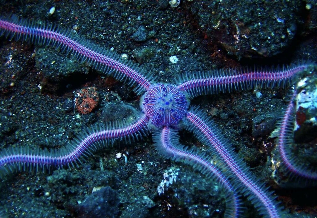 Crown of thorm starfish black