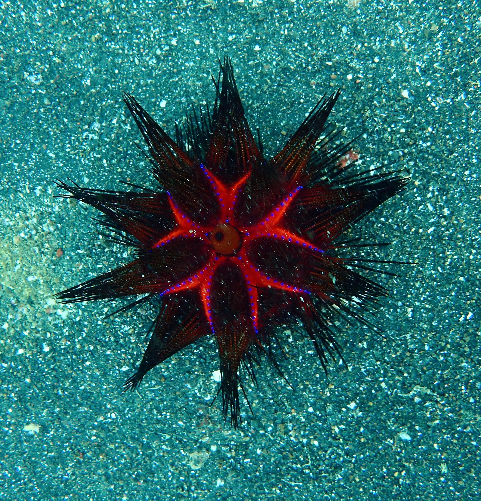 Star Urchin