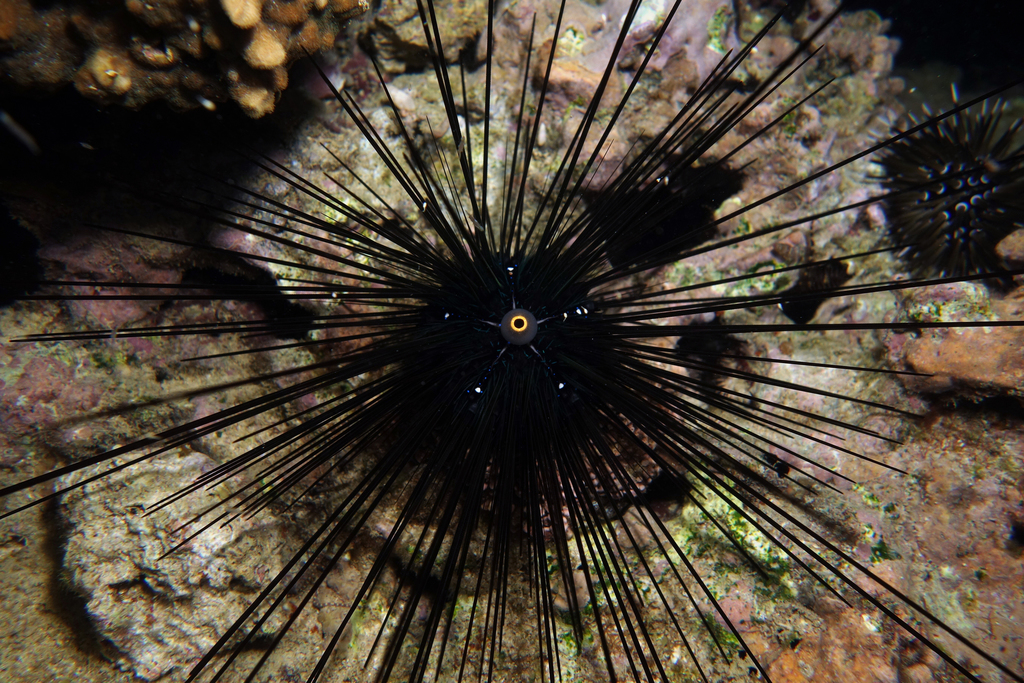 Long spine urchin