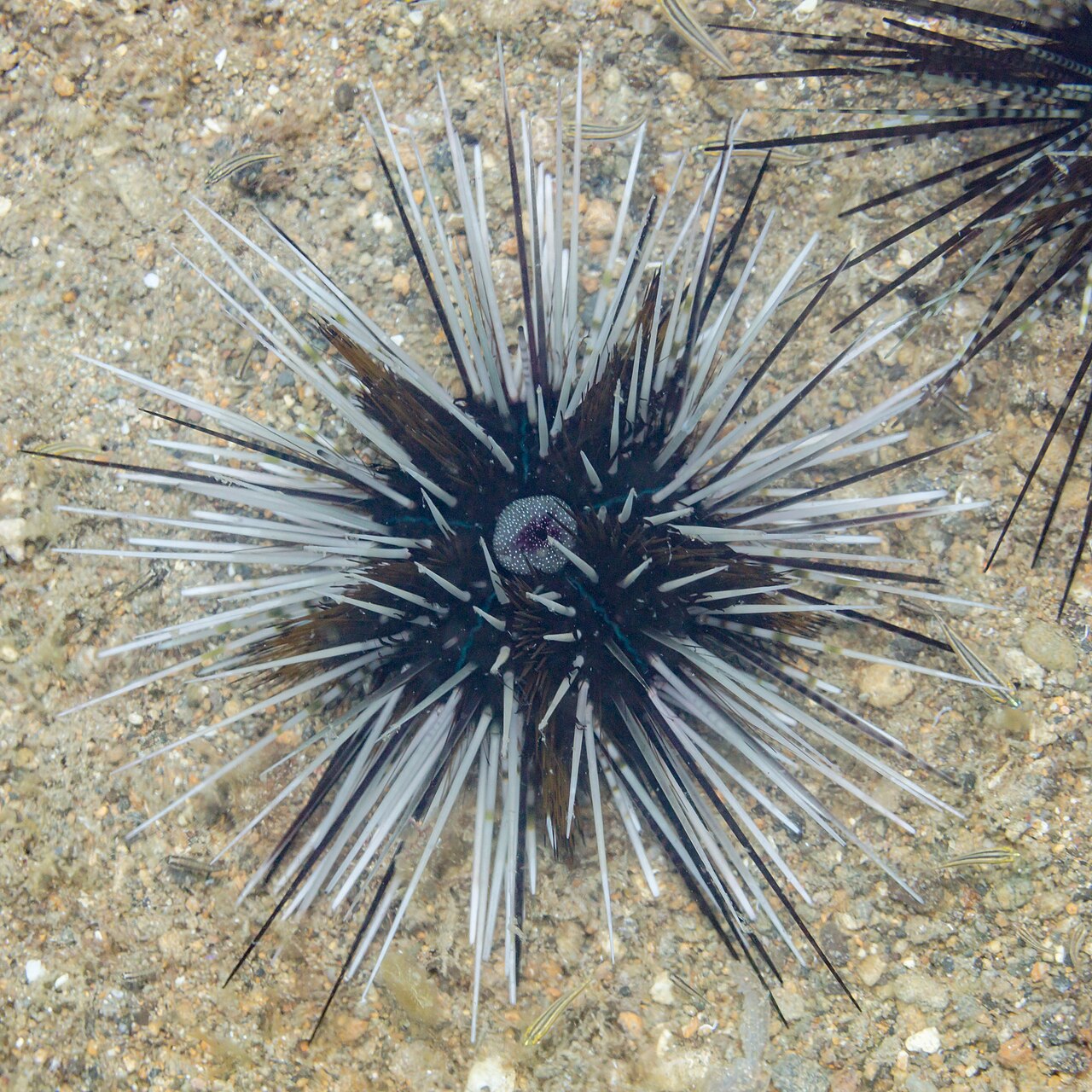 Variable Sea Urchin