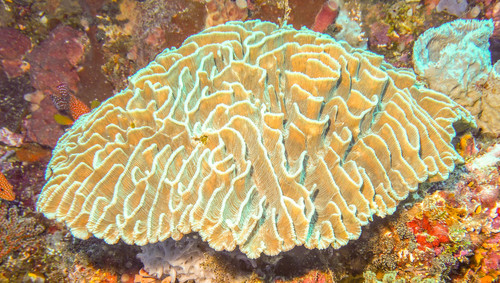 Green Pectinia