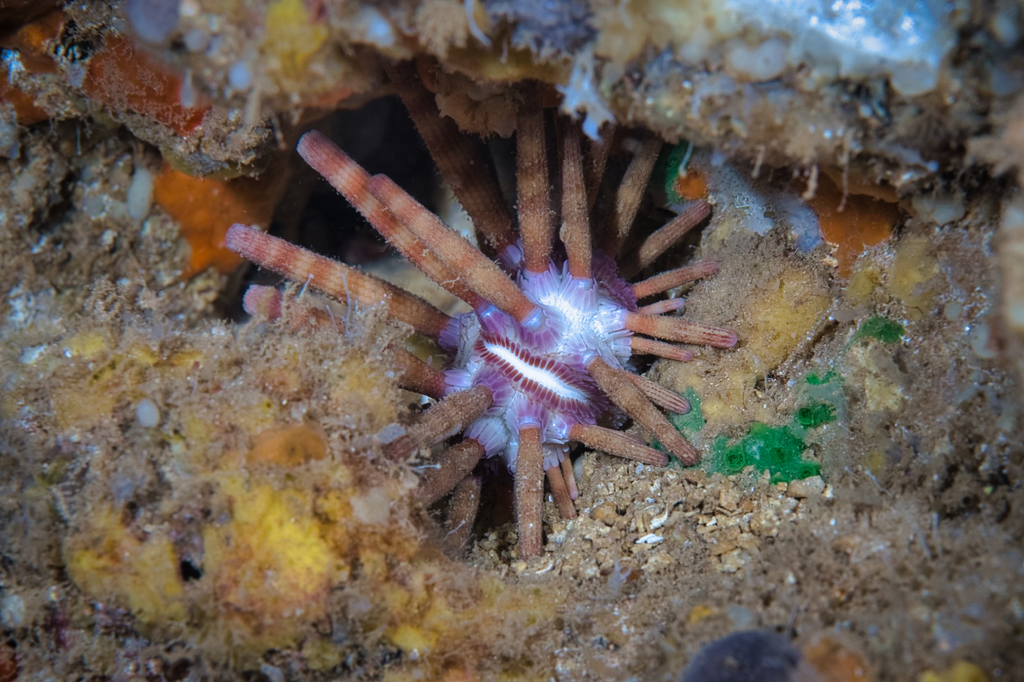 Red Pencil Urchin