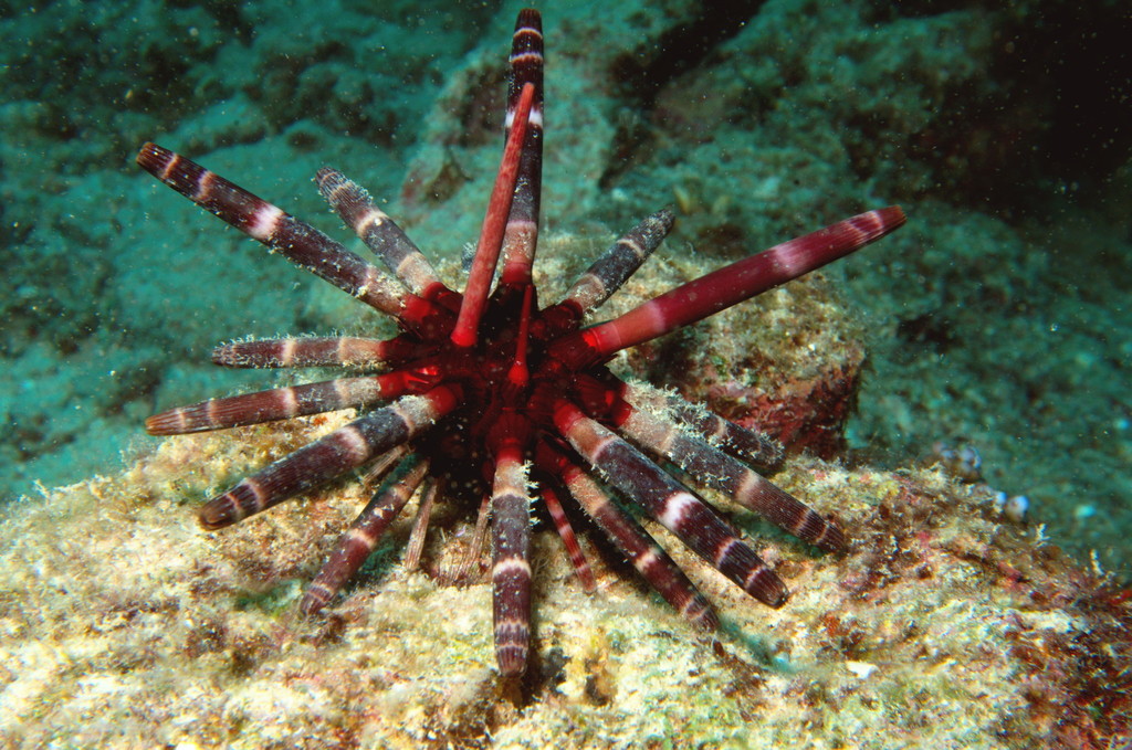Pencil Urchin