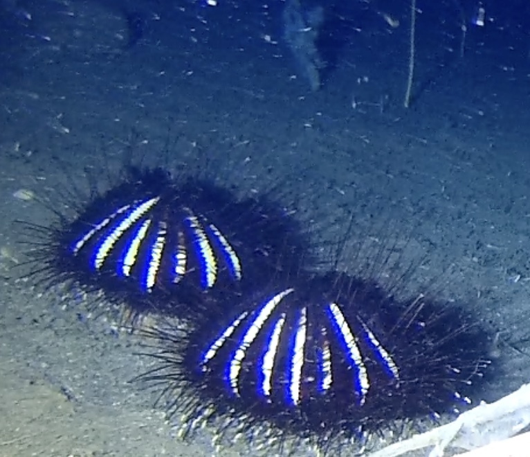 Photo of Owstoni Pencil Urchin