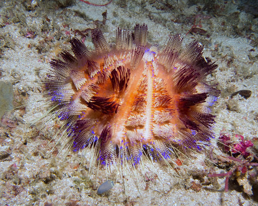 Long spine urchin colored