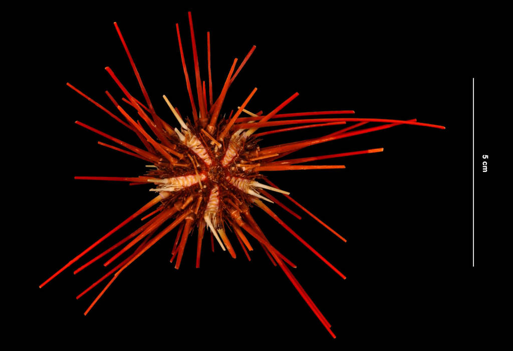 Star Urchin