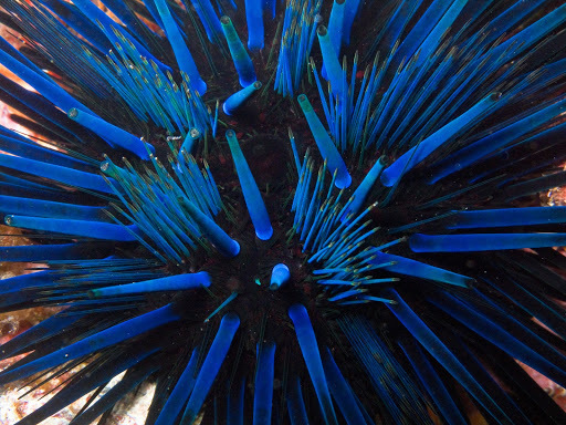 Urchin Sp Black