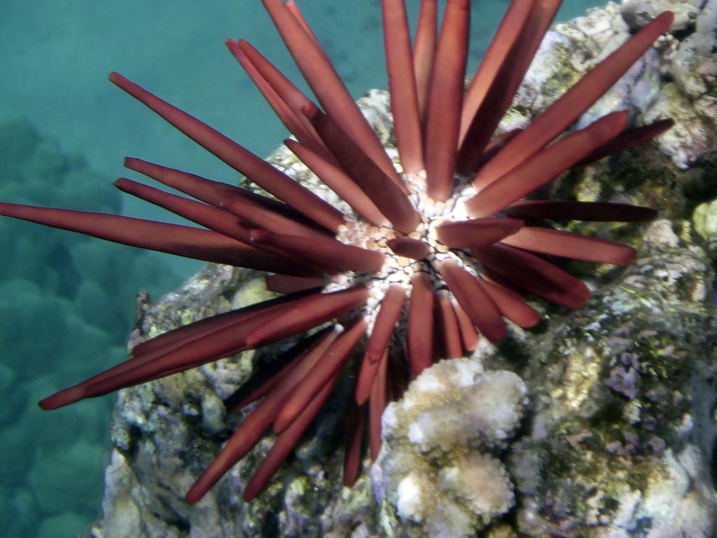 Urchin Sp Stone