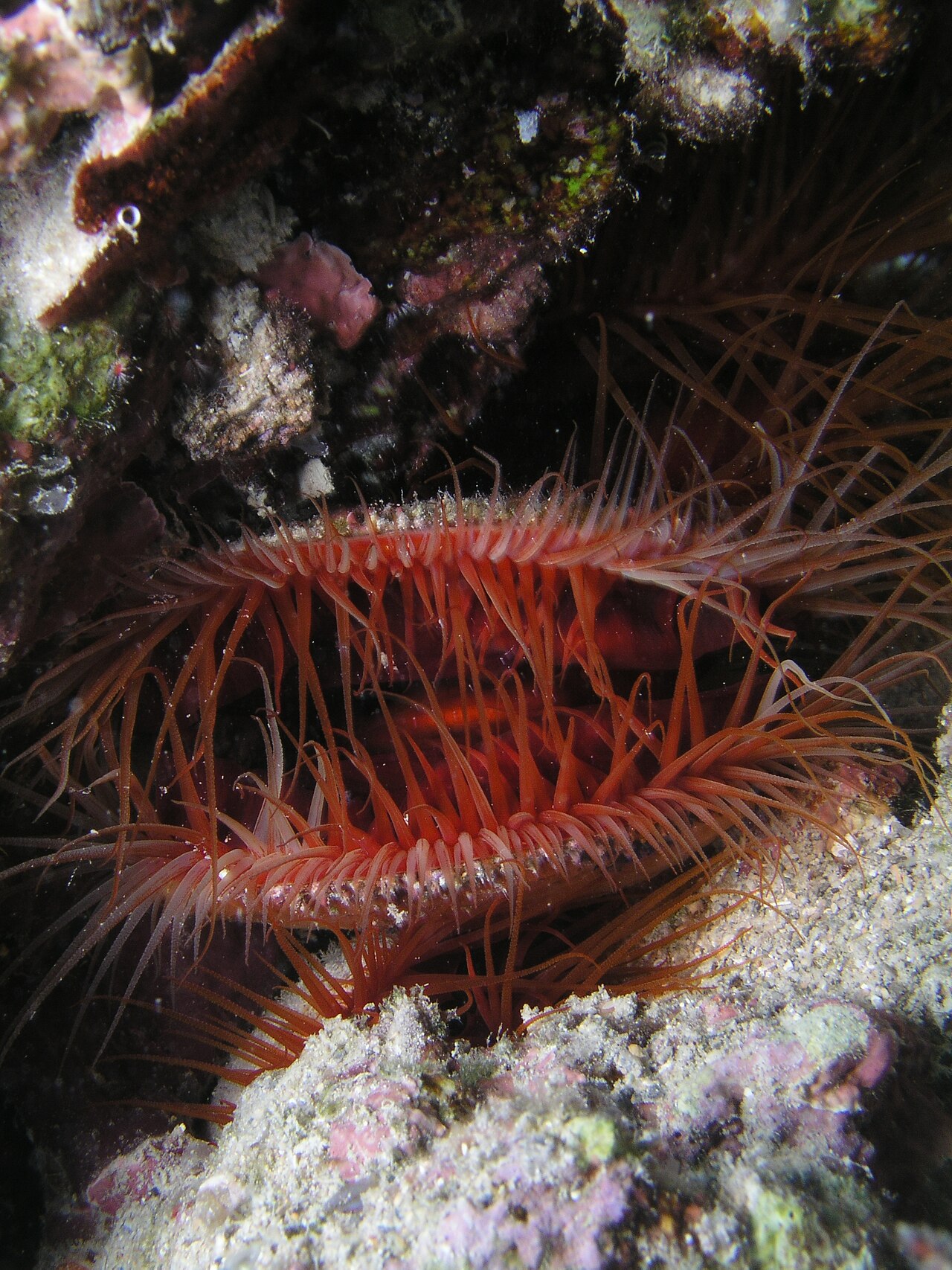 Lima Scabra