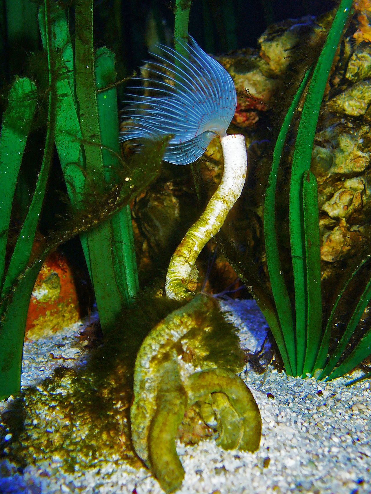 Photo of Red & white tube worm soft