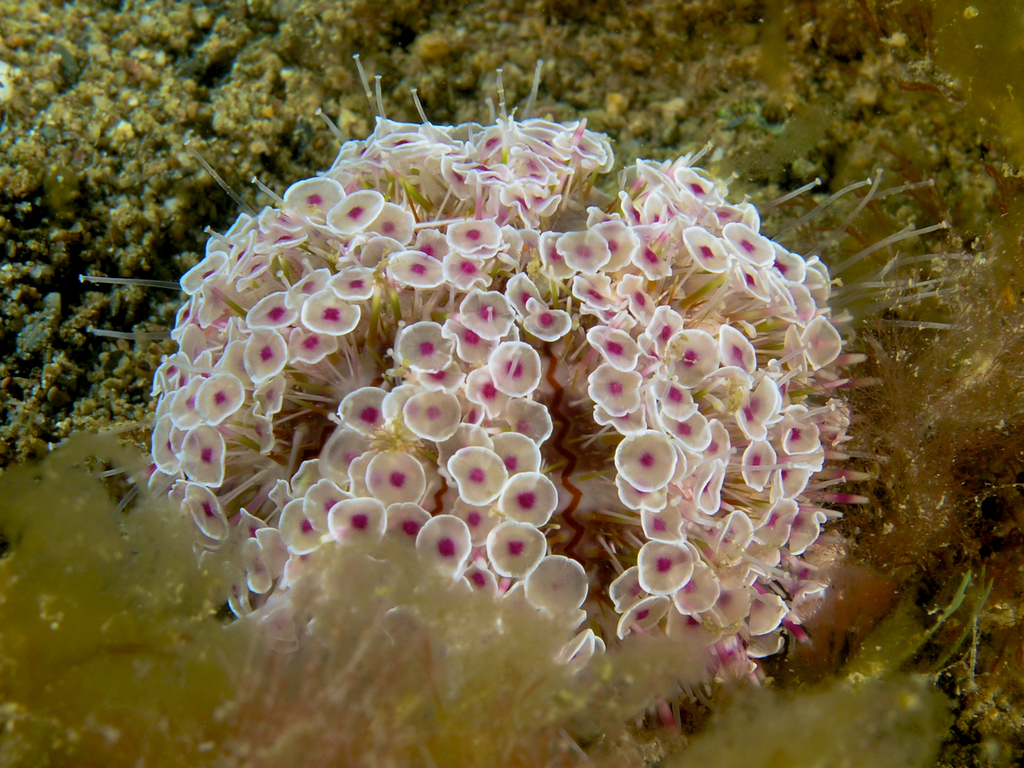 Flute Sea urchin