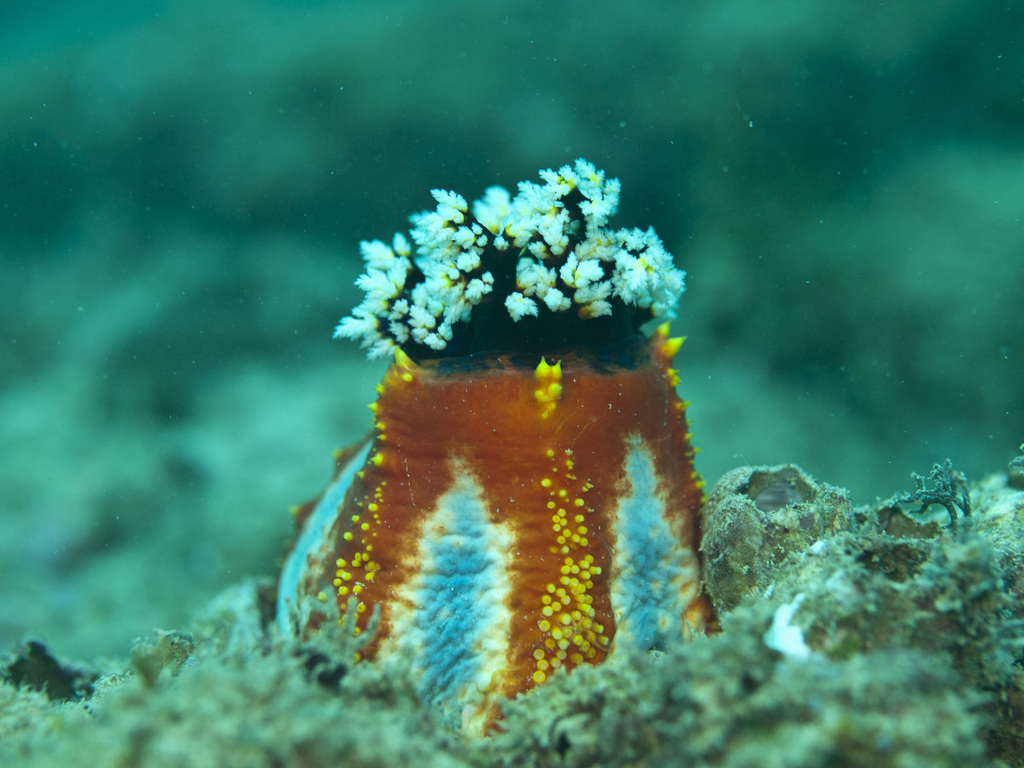 Sea Apple