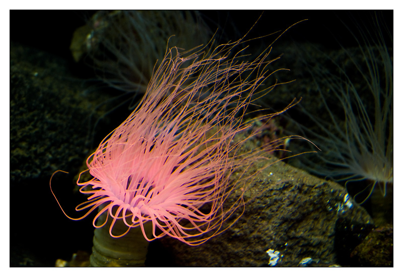 Ceriantus Anemones Green