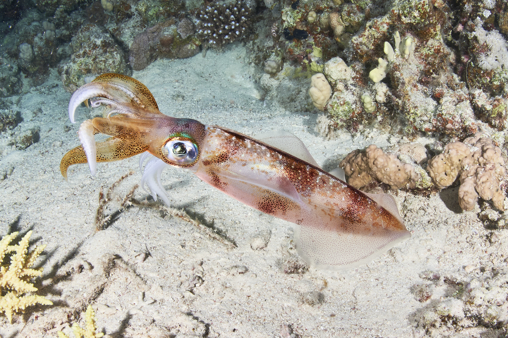 Bigfin Squid