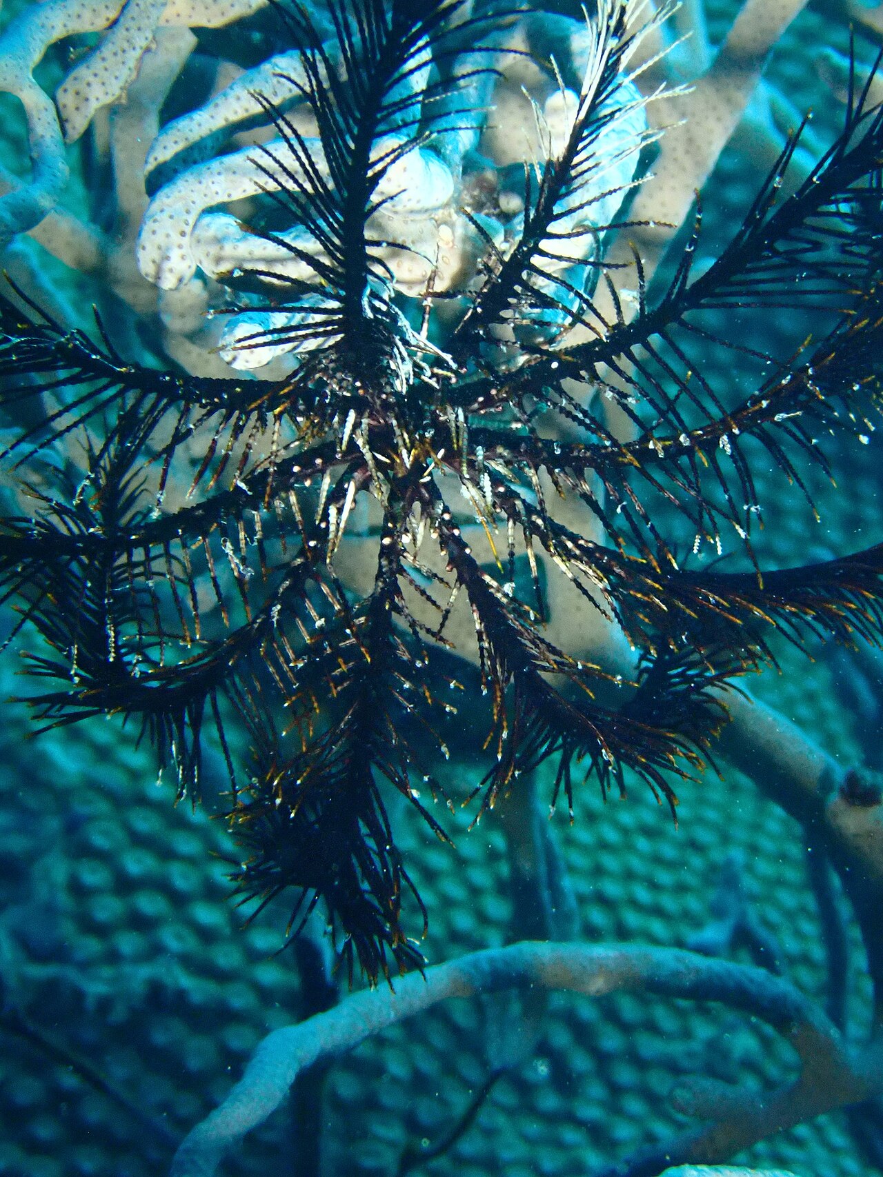 Feather Star