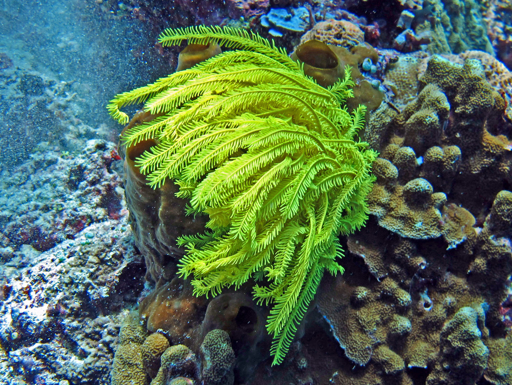 Feather star