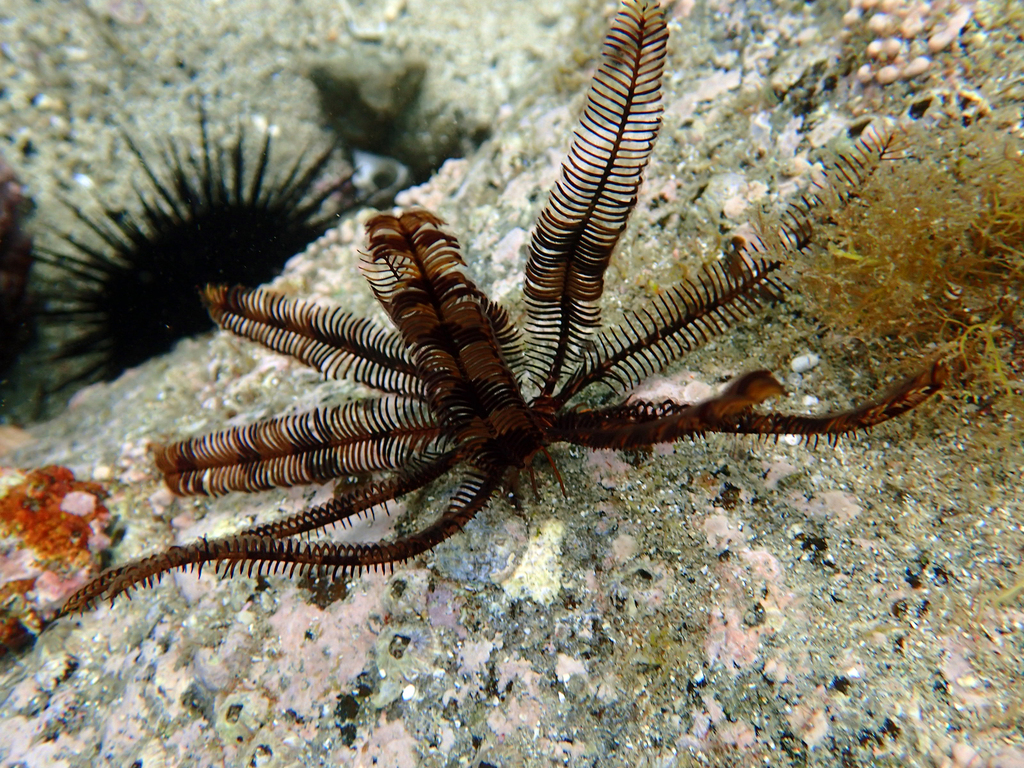 Japonica Feather Star 10 Hand