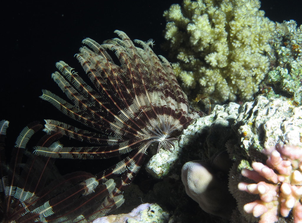 Feather stars