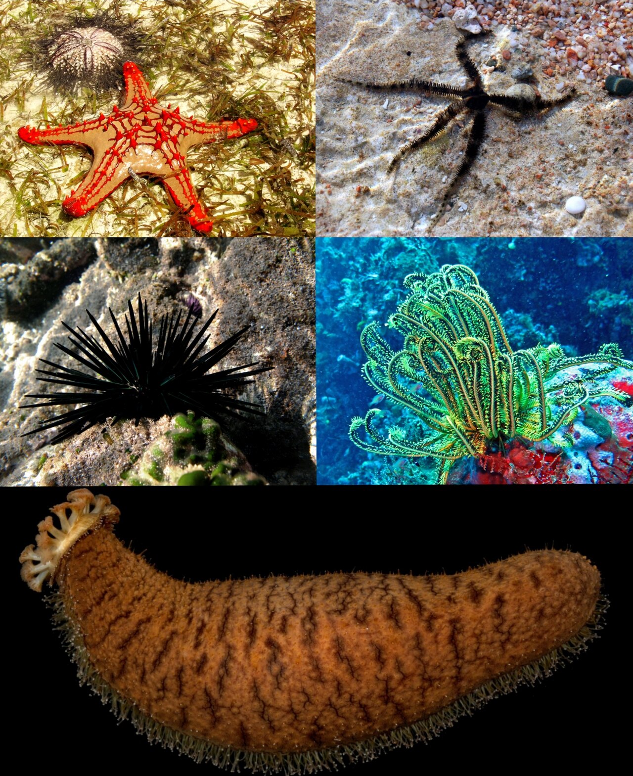Bennett's Feather Star