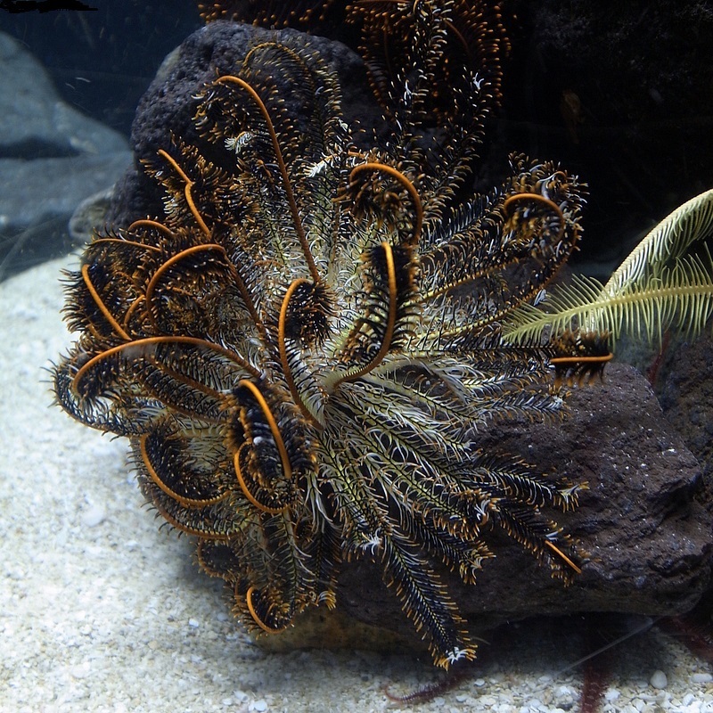 Japonica Feather Star