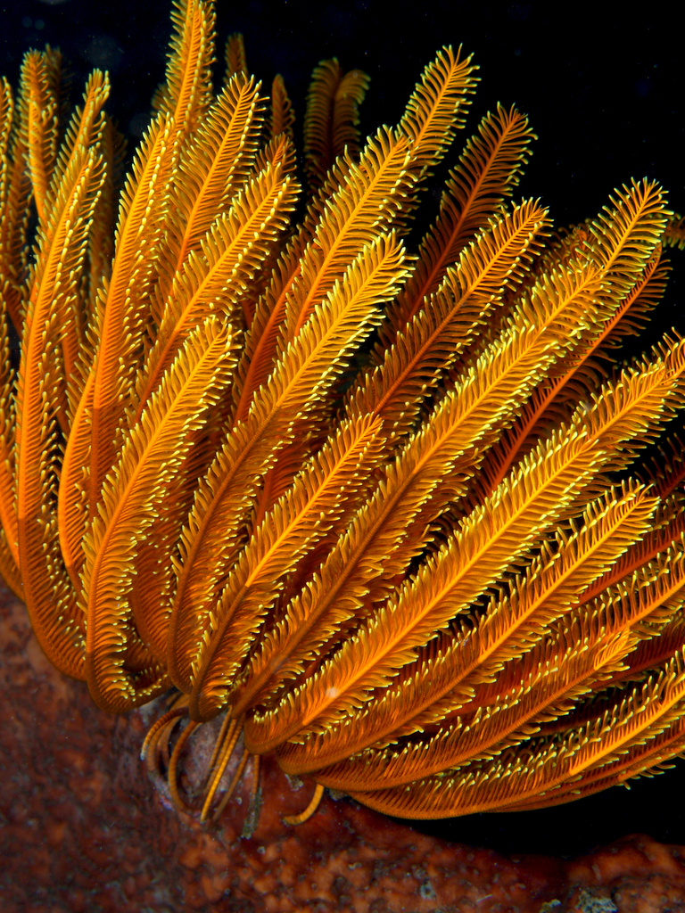 Feather Star