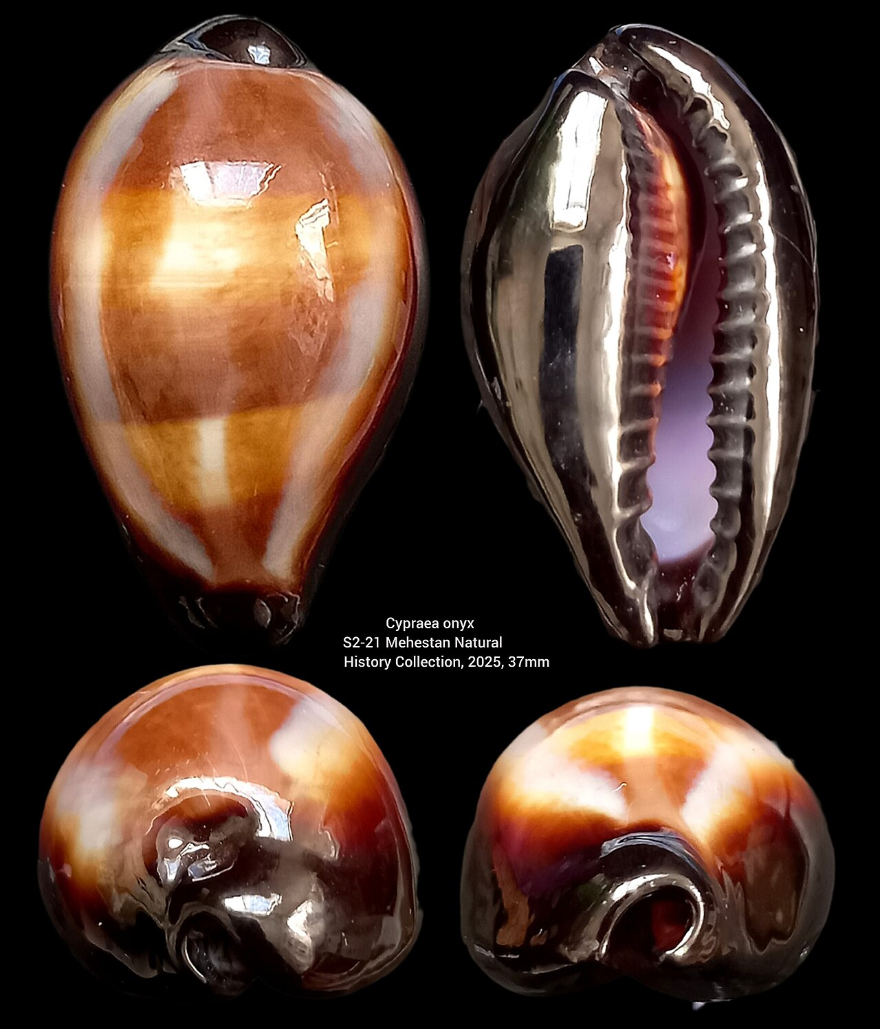 Onyx Cowry