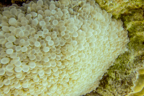 White Pearl Coral