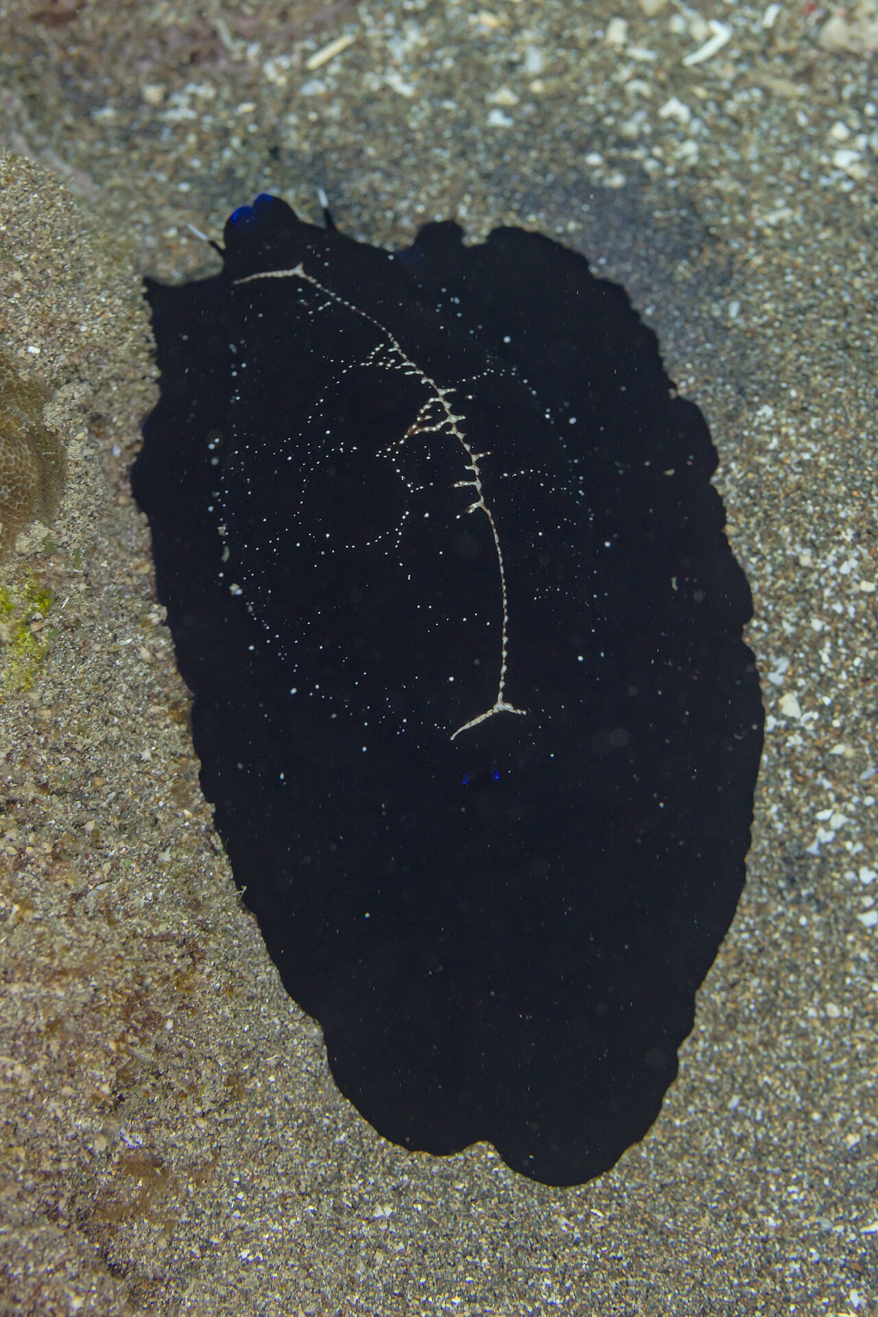 egg cowrie