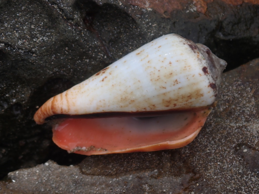 Strawberry Conch