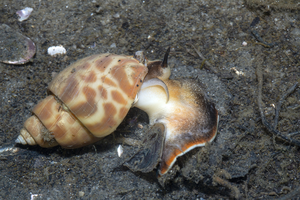 Clown Cowry
