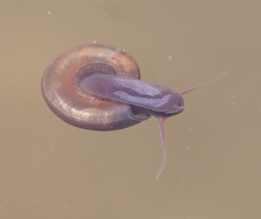 Algae Snail
