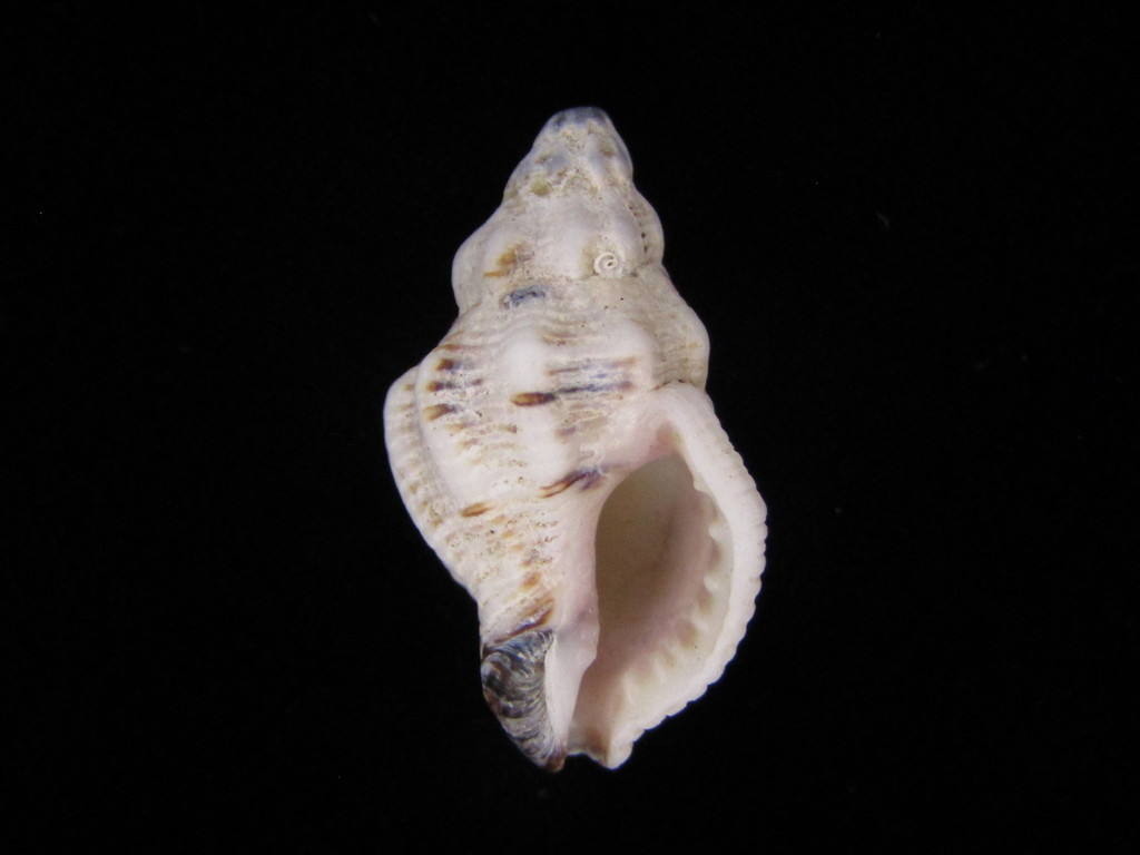 Contractus Snail