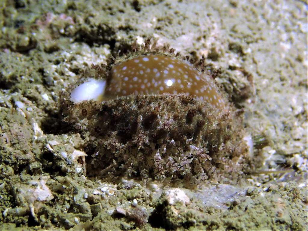 Miliaris Snail