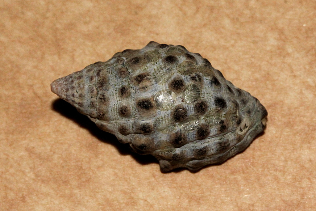 Turbo Snail