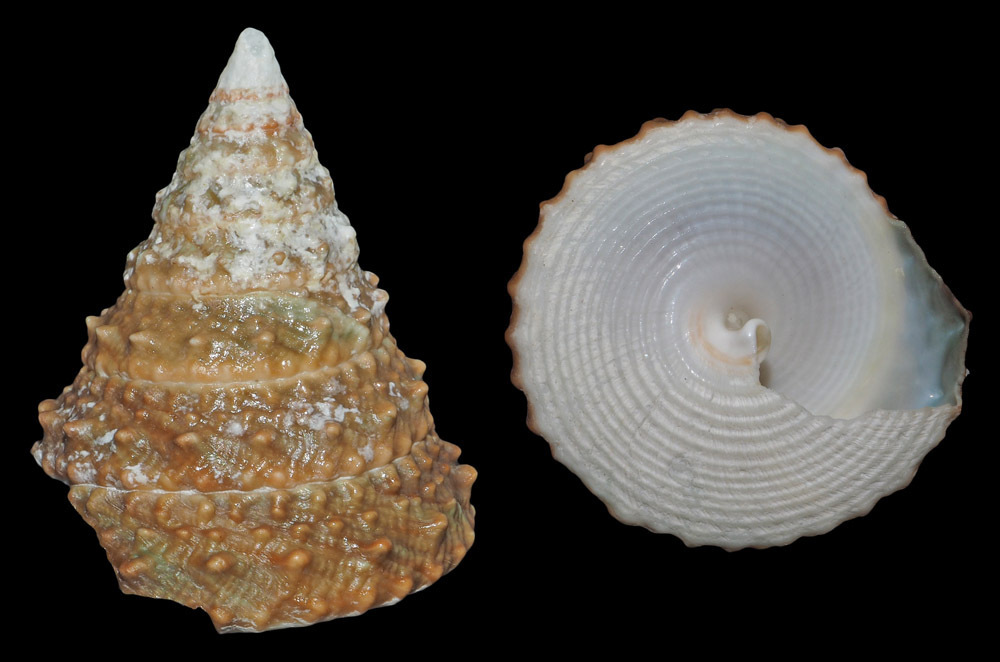 Tectus Snail