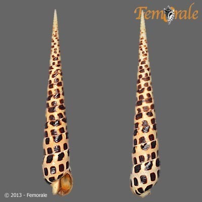 Terebra subulata
