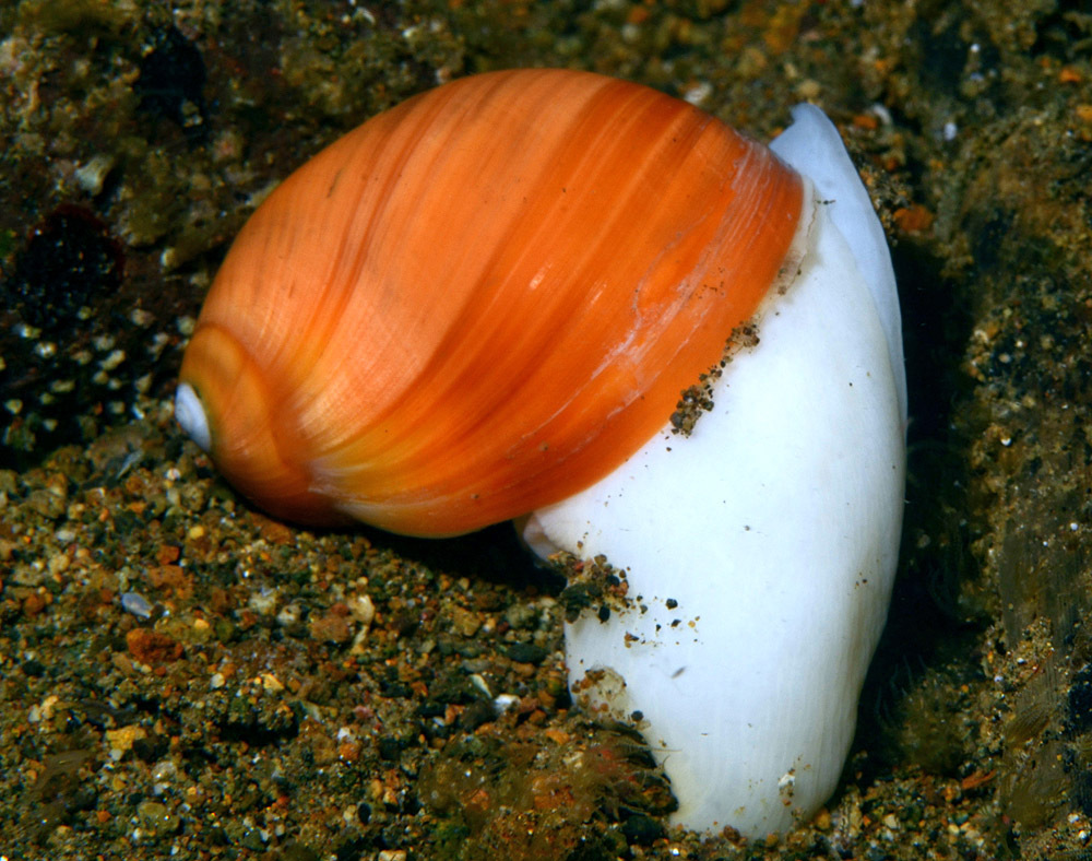 Coloured Sponge snail