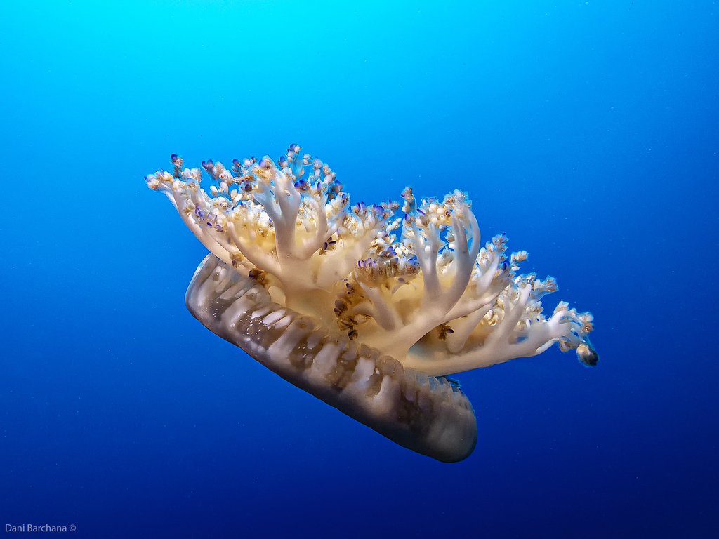 Upside-down Jellyfish