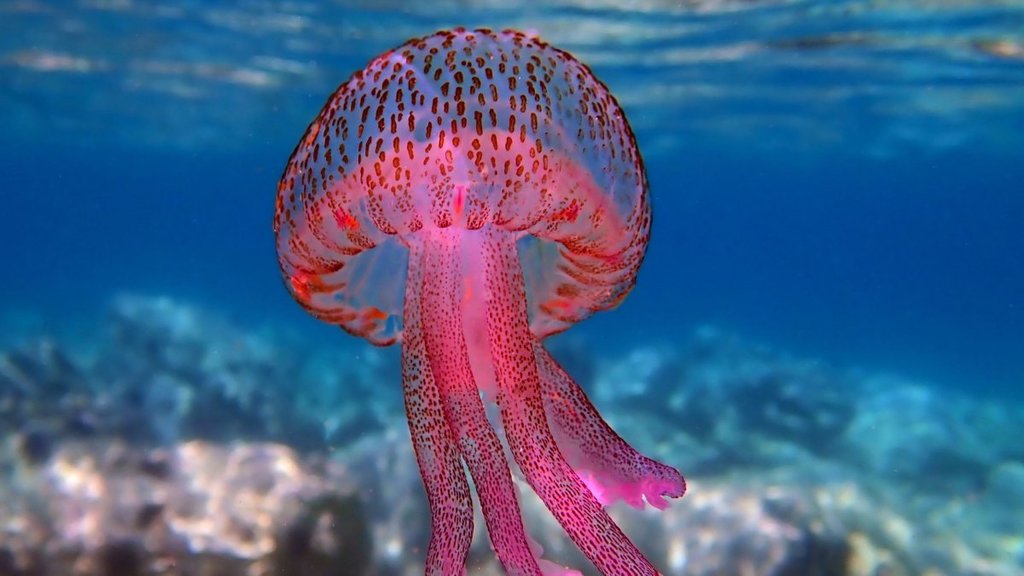 Jellyfish