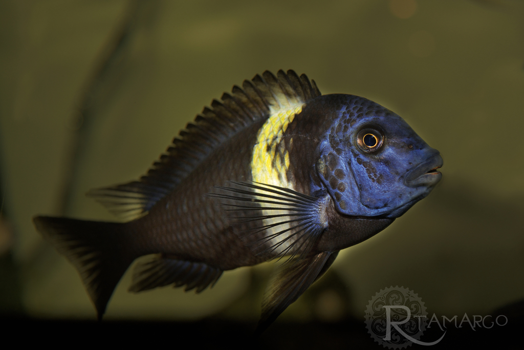 Tropheus katoto