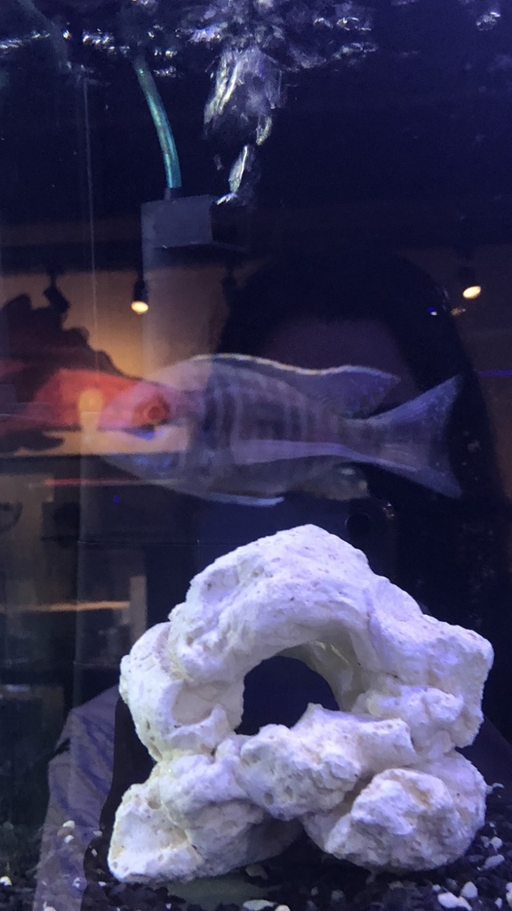 Aulonocara Blue