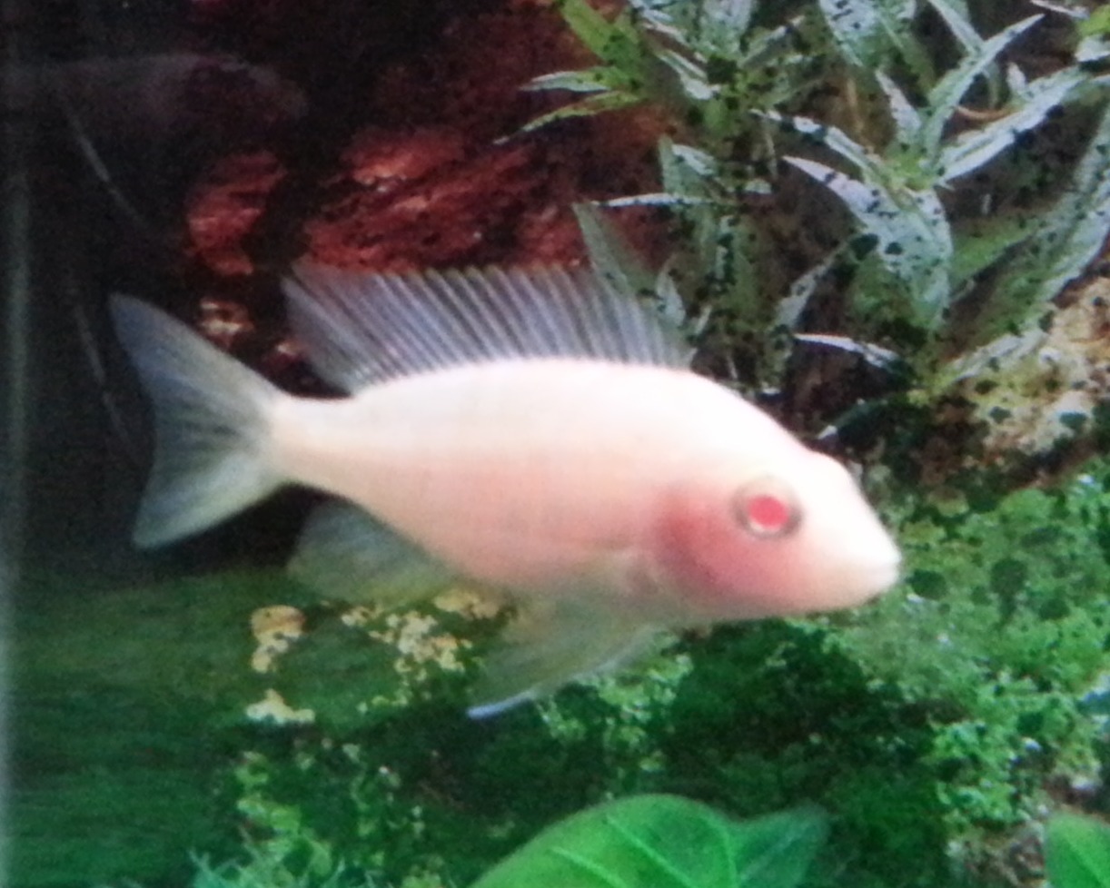 Peacock Cichlid Orange Blossom