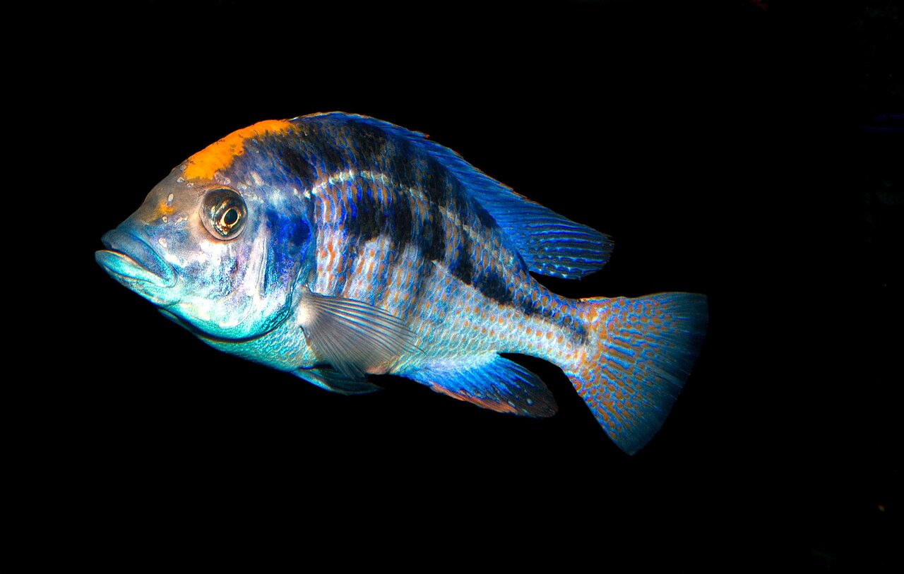 Electric Spilonotus