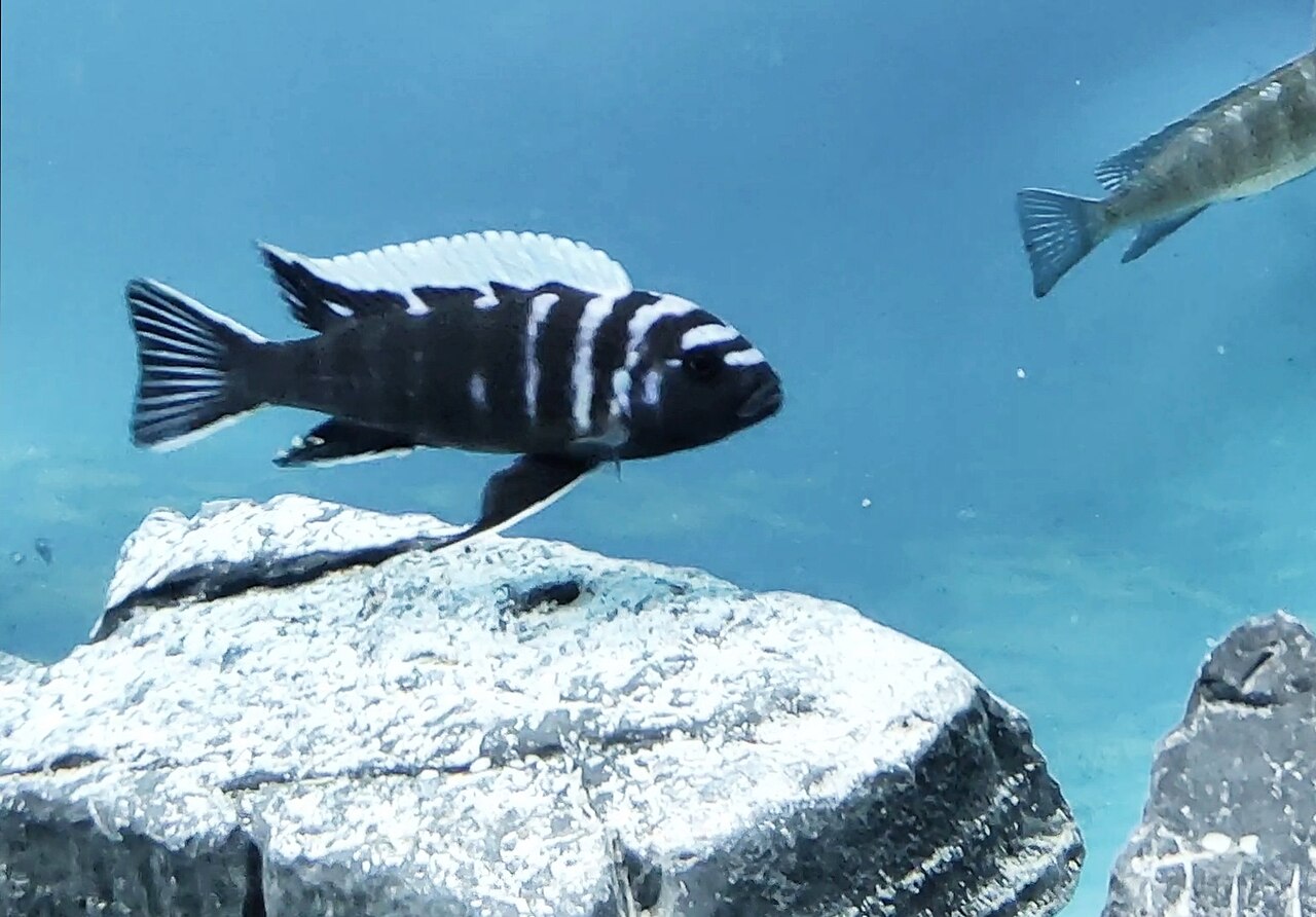 Jalo Reef Afra Mbuna Cichlid