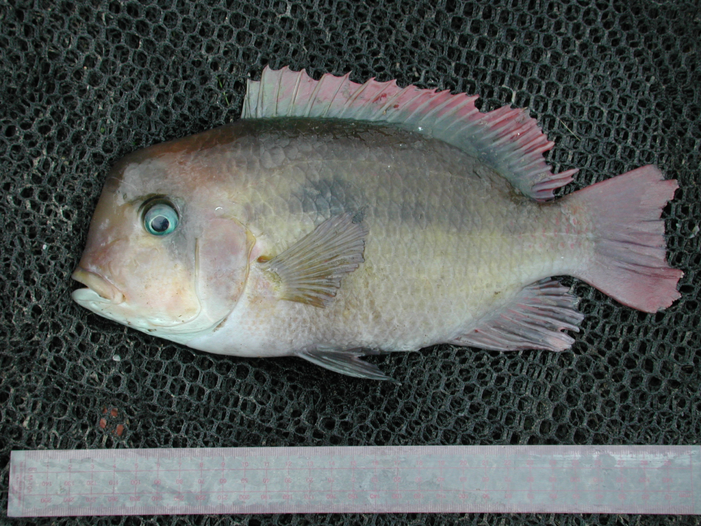 Multicolor Cichlid