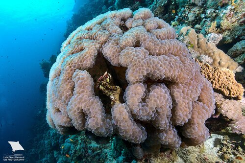 Cat eyes Bubble Coral