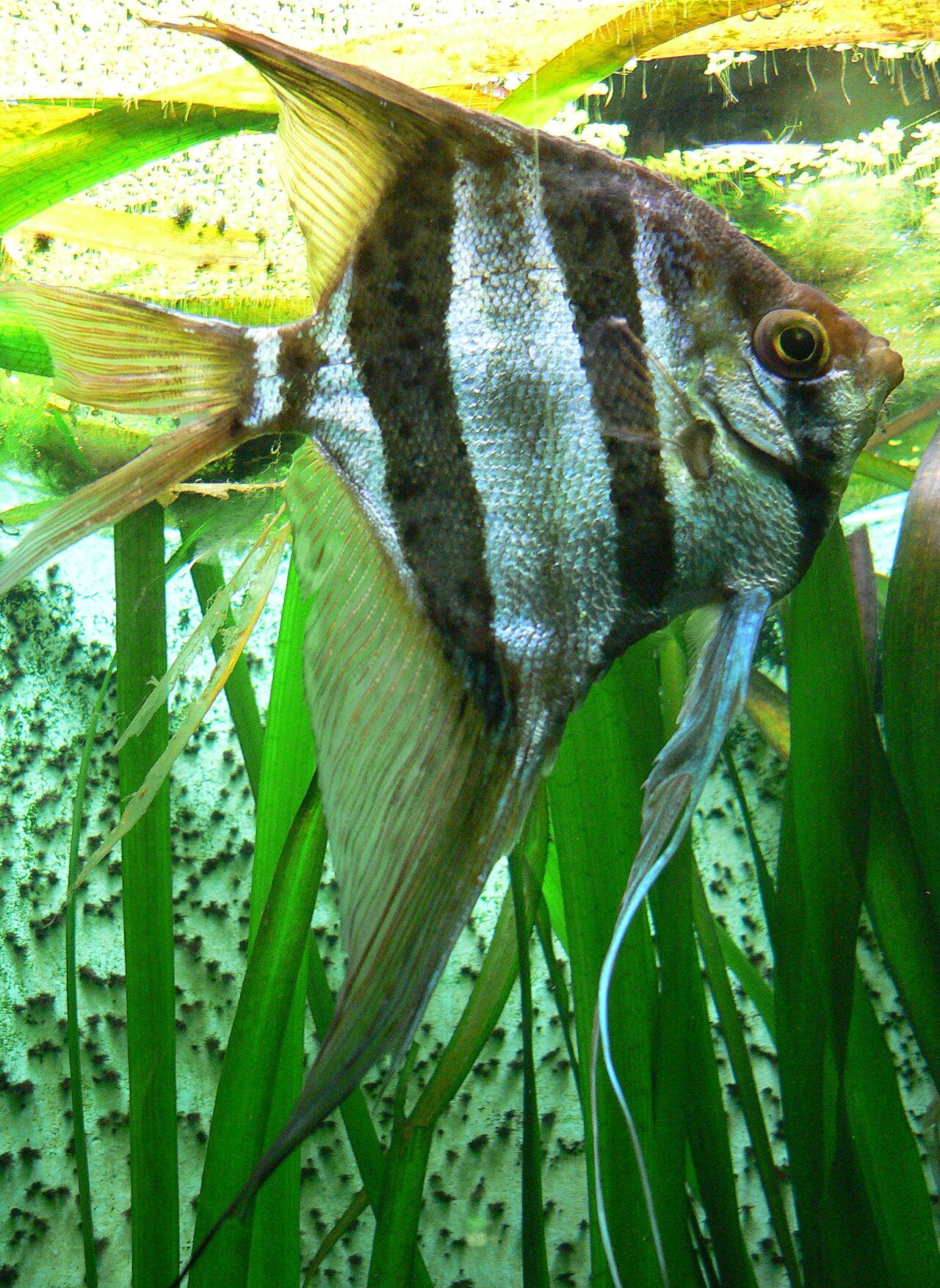 Rio Atabapo Altum Angelfish