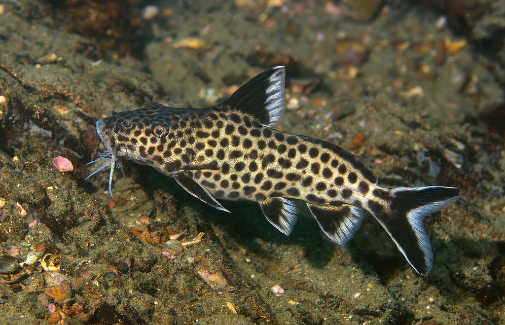 Synodontis "White Polli"